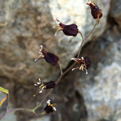 Streptanthus glandulosus niger