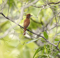 Casiornis rufus