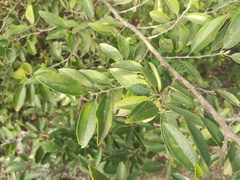 Neopringlea integrifolia