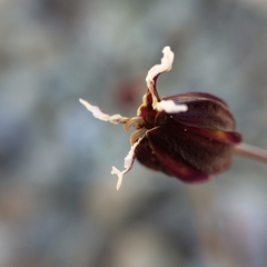 Streptanthus glandulosus niger