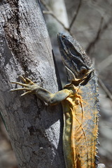 Iguanidae