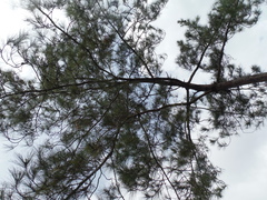 Pinus occidentalis