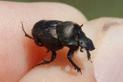 Onthophagus verticicornis