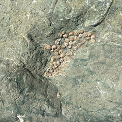 Acmaea