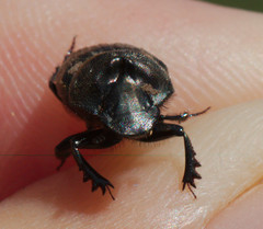 Onthophagus verticicornis