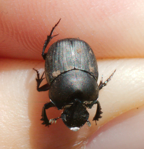 Onthophagus verticicornis