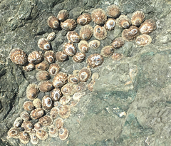 Acmaea