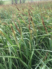 Carex hyalinolepis