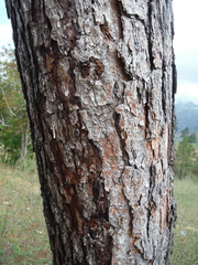 Pinus occidentalis