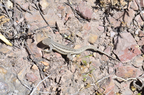 Jupapina Smooth-throated Lizard, Liolaemus aparicioi
