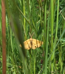 Lepidoptera