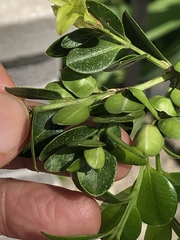 Eurytetranychus buxi