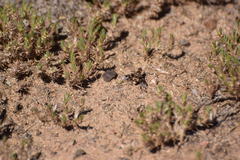 Thyridanthrax nugator