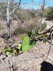 Aristolochia taliscana