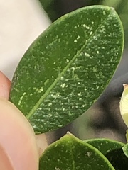 Eurytetranychus buxi