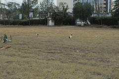 Threskiornis