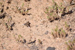 Thyridanthrax nugator