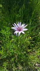 Tragopogon eriospermus