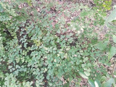 Adiantum tricholepis