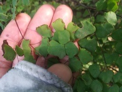 Adiantum tricholepis