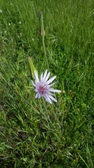 Tragopogon eriospermus