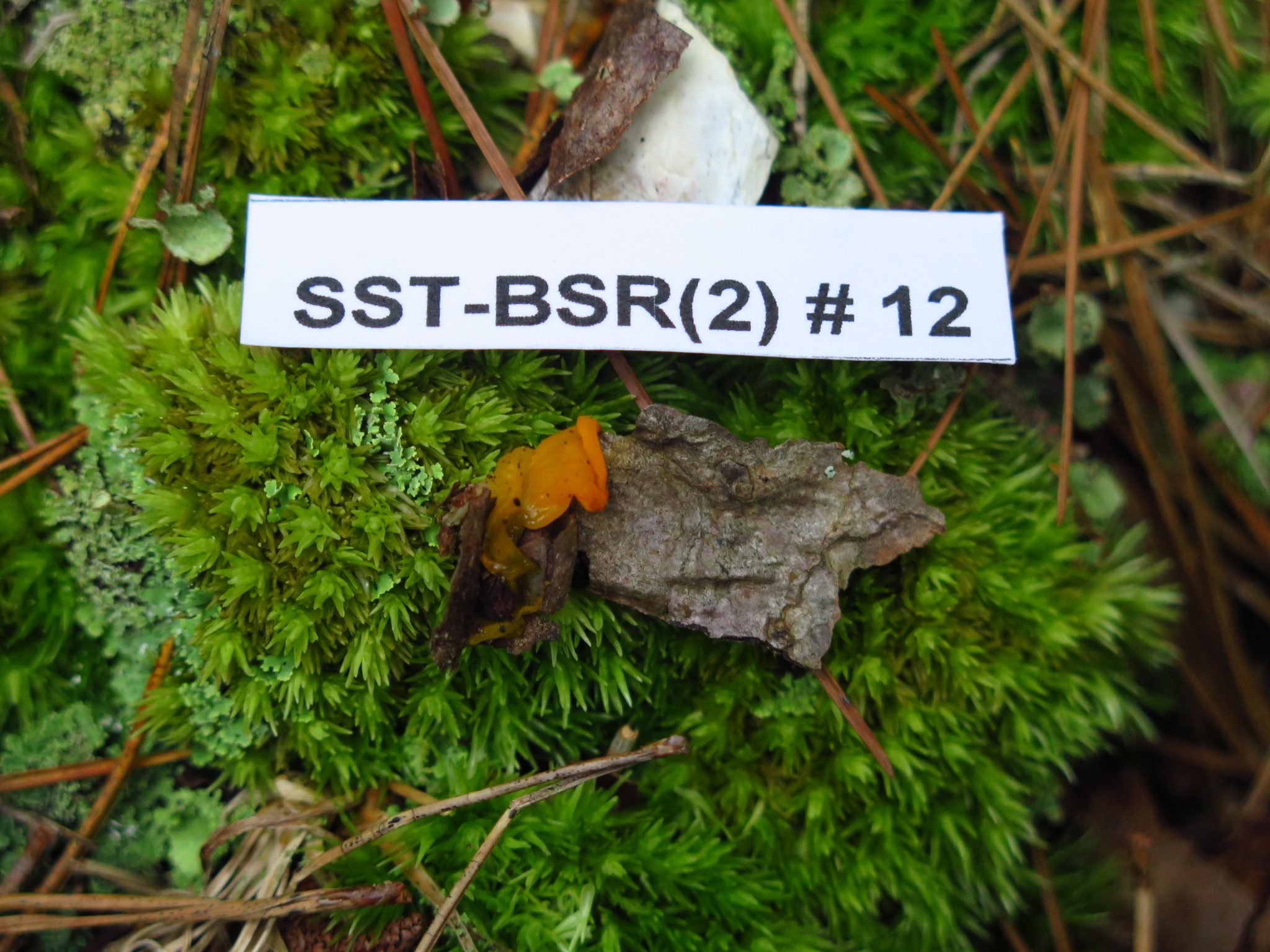 Dacrymyces chrysospermus image