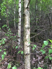 Betula pendula