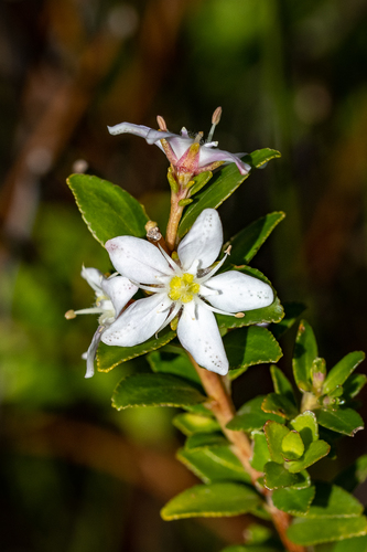 Agathosma crenulata (L.) Pillans