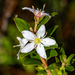 Agathosma crenulata - Photo (c) magriet b, μερικά δικαιώματα διατηρούνται (CC BY-SA), uploaded by magriet b