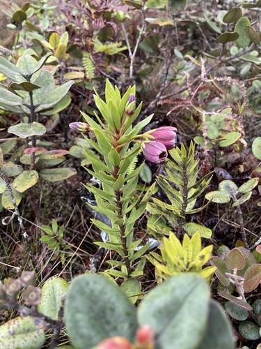 Lysimachia daphnoides observed 2024-05-03
