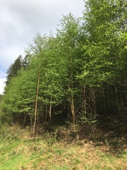 Betula pendula