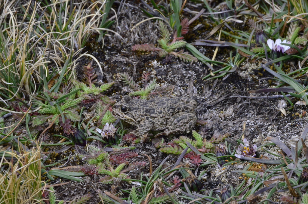 Marbled Four-eyed Frog in April 2024 by Alejandro Bruno Miranda-Calle ...