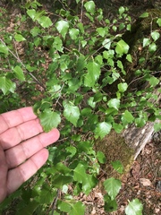 Betula pendula
