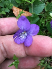 Viola riviniana