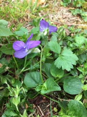 Viola riviniana