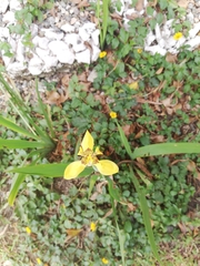 Trimezia