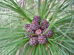 Pinus canariensis