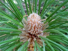 Pinus canariensis