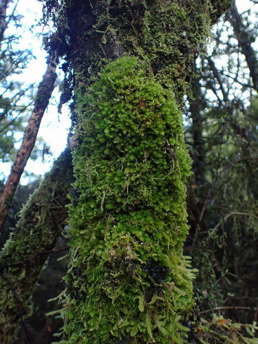 Lepyrodon australis observed 2024-03-25