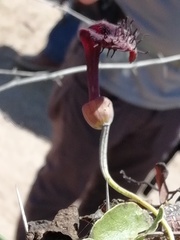 Aristolochia taliscana