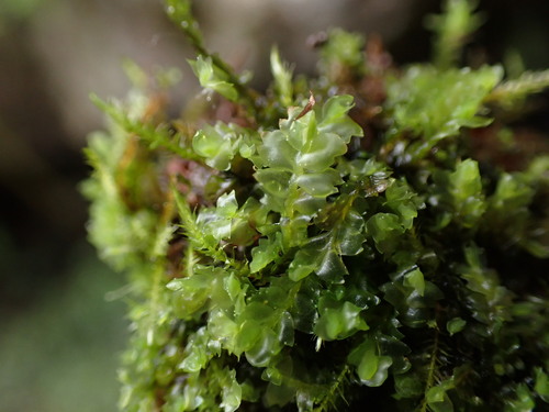 Image of Mesoptychia gillmanii by no rights reserved
