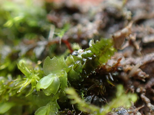 Image of Mesoptychia gillmanii by no rights reserved