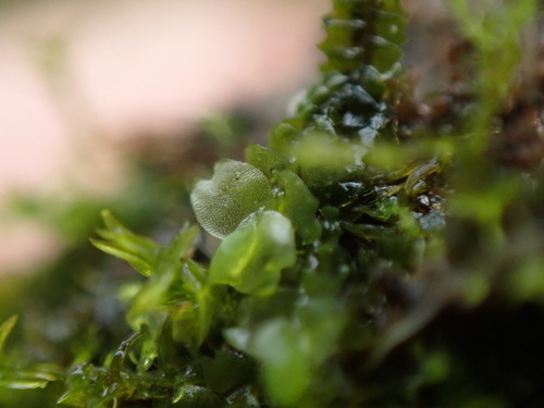 Image of Mesoptychia gillmanii by no rights reserved