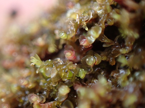 Image of Jungermannia rubra by no rights reserved