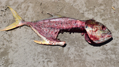 Caranx caninus