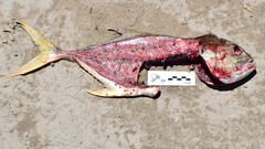 Caranx caninus