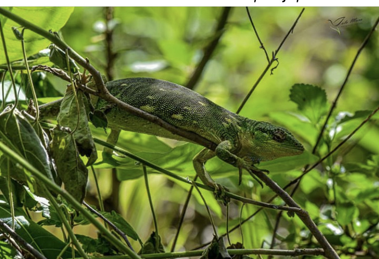 Polychrotidae image