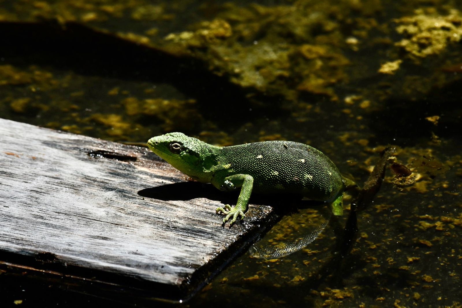 Polychrus image