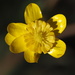 Ranunculus californicus - Photo (c) nathantay, algunos derechos reservados (CC BY-NC)