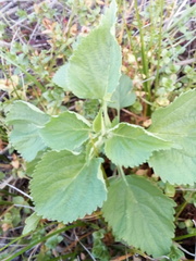 Leonotis nepetifolia nepetifolia